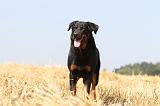 BEAUCERON 499